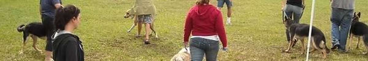 Alpha K-9 Dog Training 