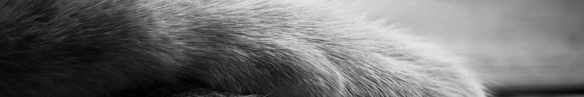Ben Raels