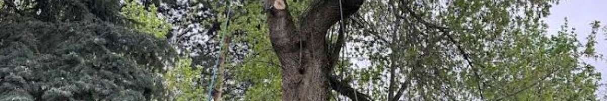 Arbor Plus 